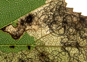 Mine of Eriocrania salopiella on Betula pendula