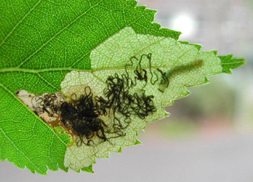 Mine of Eriocrania salopiella on Betula