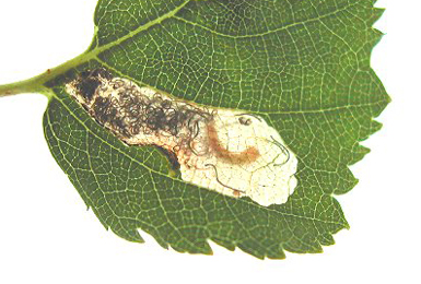 Mine of Eriocrania salopiella on Betula 