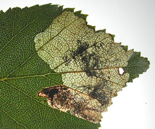 Mine of Eriocrania salopiella on Betula