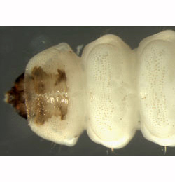 Eriocrania salopiella larva,  dorsal