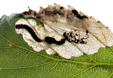 Mine of Eriocrania sangii on Betula pendula