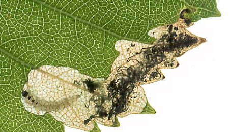Mine of Eriocrania sangii on Betula pendula