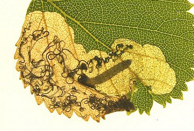 Mine of Eriocrania sangii on Betula