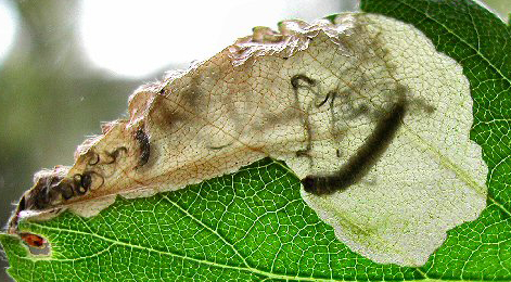 Mine of Eriocrania sangii on Betula