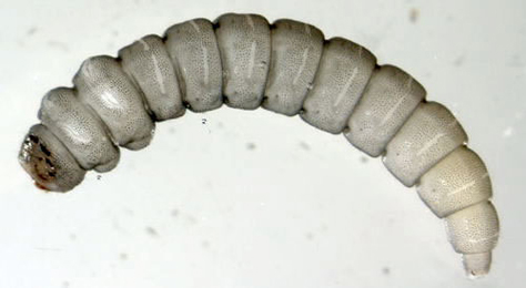 Eriocrania sangii larva,  dorsal