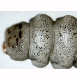 Eriocrania sangii larva,  dorsal