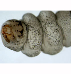 Eriocrania sangii larva,  ventral