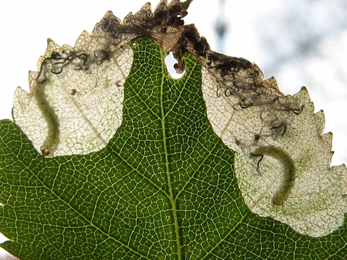 Mine of Eriocrania semipurpurella on Betula