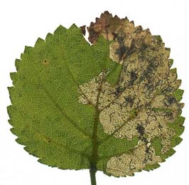 Mine of Eriocrania semipurpurella on Betula pubescens