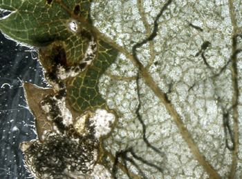 Mine of Eriocrania semipurpurella on Betula pubescens