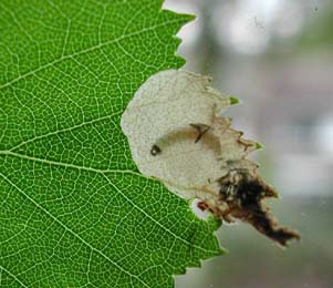 Mine of Eriocrania semipurpurella on Betula