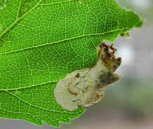 Mine of Eriocrania semipurpurella on Betula