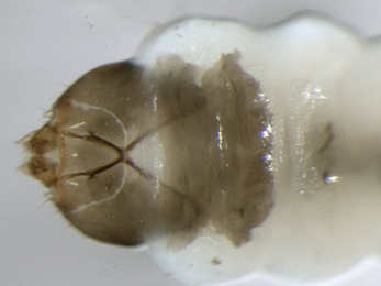 Eriocrania semipurpurella larva,  dorsal