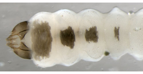 Eriocrania semipurpurella larva,  ventral