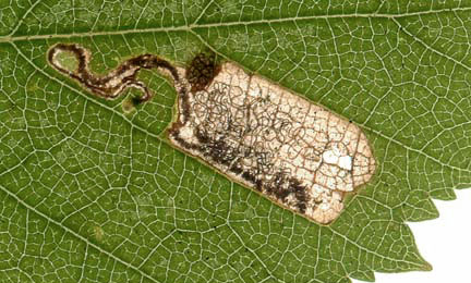 Mine of Eriocrania sparrmannnella on Betula