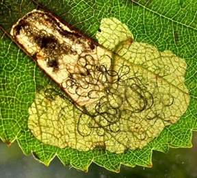 Mine of Eriocrania sparrmannnella on Betula