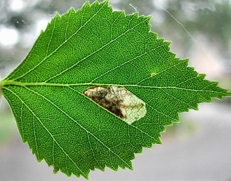 Mine of Eriocrania sparrmannnella on Betula