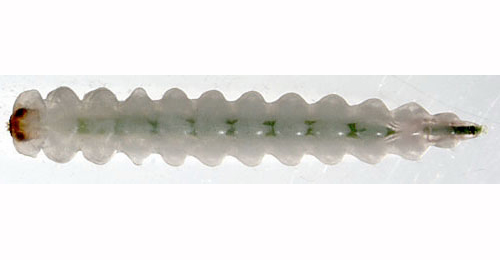 Eriocrania sparrmannnella larva,  dorsal