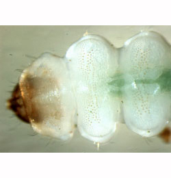 Eriocrania sparrmannnella larva,  dorsal