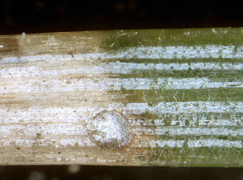 Mine of Exoteleia dodecella on Pinus sylvestris