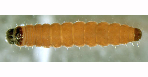 Exoteleia dodecella larva,  dorsal