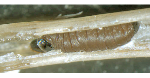 Exoteleia dodecella larva