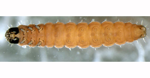 Exoteleia dodecella larva,  ventral