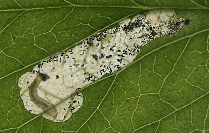 Mine of Fenella nigrita on Potentilla anserina