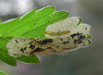 Mine of Fenella nigrita