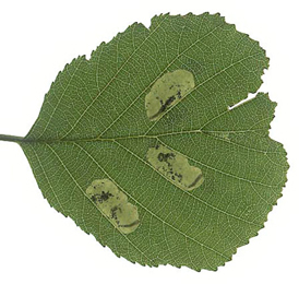 Mines of Fenusa dohrnii on Alnus glutinosa