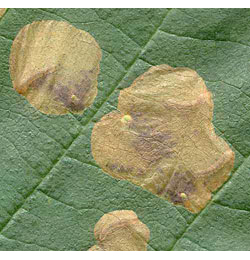 Mines of Fenusa dohrnii on Alnus glutinosa