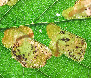 Mines of Fenusa dohrnii on Alnus glutinosa