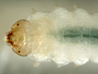 Fenusa dohrnii larva,  dorsal