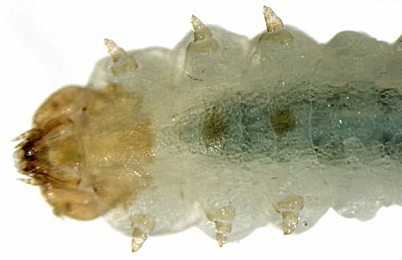 Fenusa dohrnii larva,  ventral