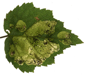 Mines of Fenusa pumila on Betula pubescens