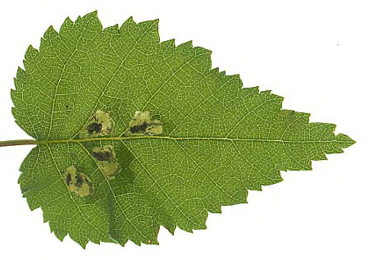 Mines of Fenusa pumila on Betula pubescens