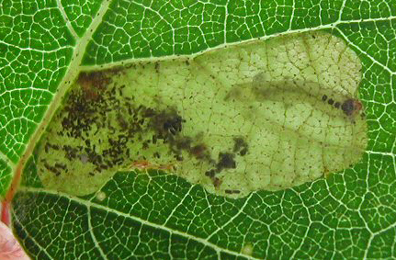 Mines of Fenusa pumila on Betula