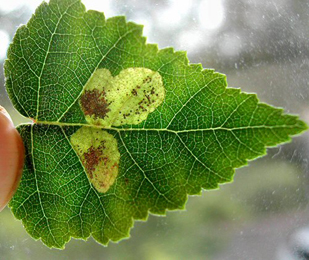 Mines of Fenusa pumila on Betula