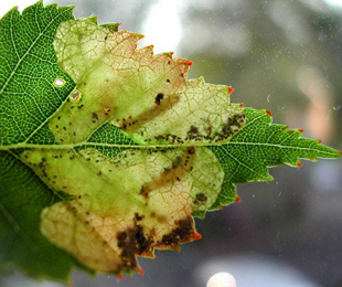 Mines of Fenusa pumila on Betula