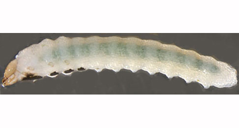Fenusa pumila larva