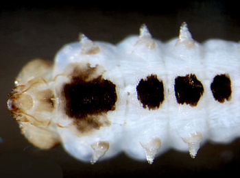Fenusa pumila larva