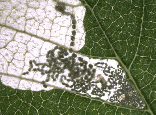 Mines of Fenusa pumila on Betula pubescens