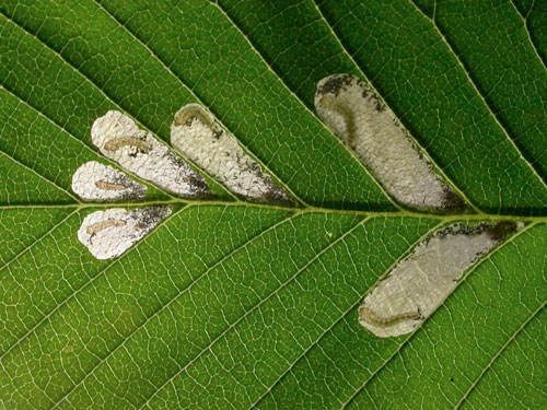 Mines of Fenusa pumila on Betula