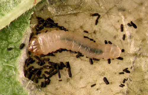 Mines of Fenusa pumila on Betula pubescens