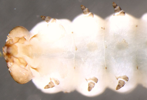 Mines of Fenusa pumila on Betula pubescens