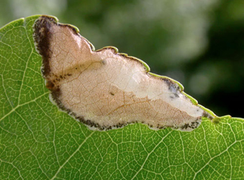 Mine of Fenusella hortulana on Populus nigra cv. 'Italica'