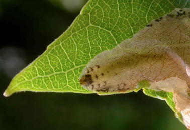 Mine of Fenusella hortulana on Populus nigra cv. 'Italica'