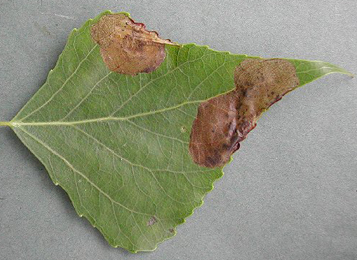 Mine of Fenusella hortulana on Populus 