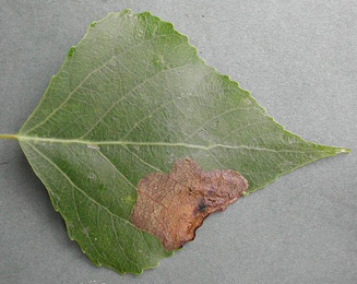 Mine of Fenusella hortulana on Populus 